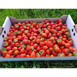 FRAISES - RENDEZ-VOUS EN MAI 2026