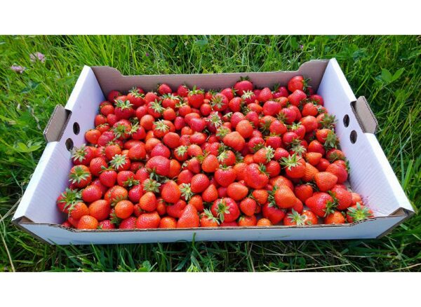 FRAISES - RENDEZ-VOUS EN MAI 2026