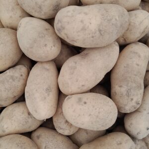 POMMES DE TERRE - Bernadette - 2,30 €/kg