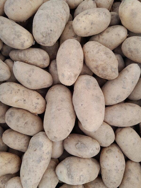 POMMES DE TERRE - Goldmarie - 2,30 €/kg