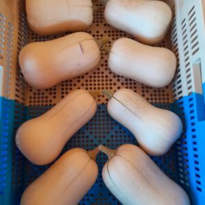 COURGE BUTTERNUT - 2,70 €/kg