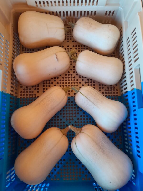 COURGE BUTTERNUT - 2,70 €/kg