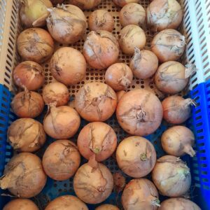 OIGNON - 2,50 €/kg