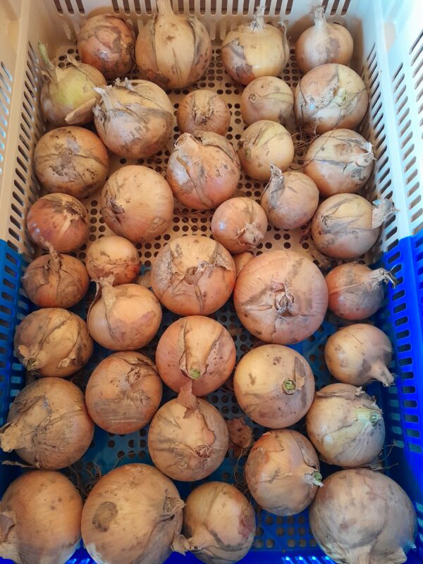 OIGNON - 2,50 €/kg