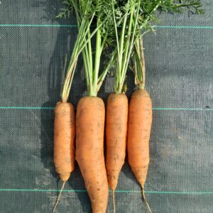 CAROTTES - 2,30 €/kg