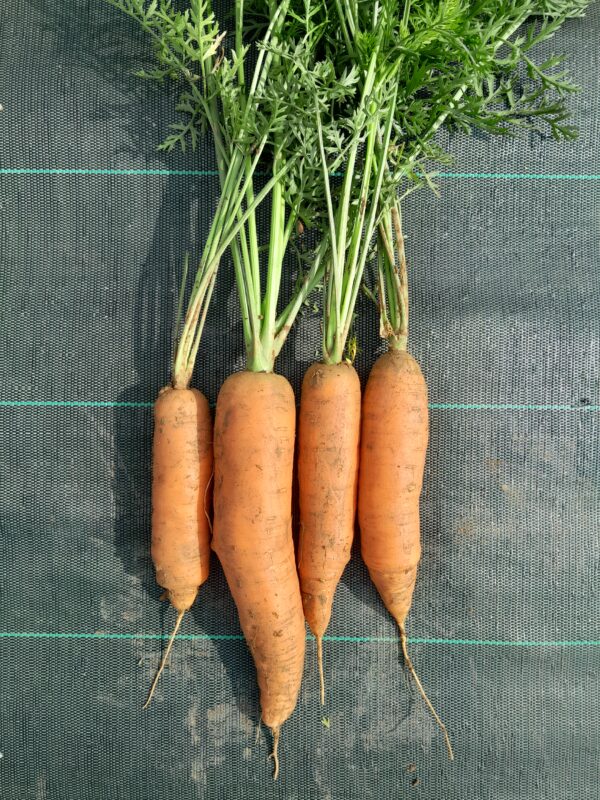 CAROTTES - 2,30 €/kg