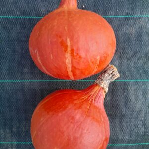 POTIMARRON - 2,70 €/kg
