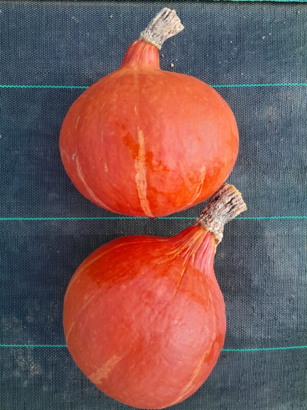 POTIMARRON - 2,70 €/kg