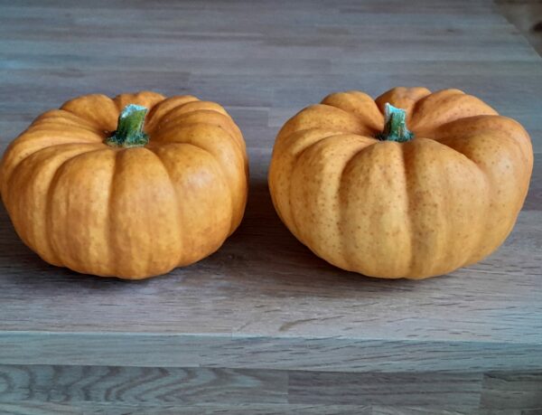 MINI-COURGE - Jack Be Little - 2,70 €/kg