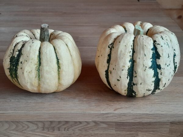 MINI-COURGE - Sweet Dumpling - 2,70 €/kg